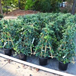 English Ivy Vine -Fast Growing Trees Shop English Ivy 5