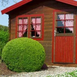 English Boxwood Shrub 13 English Boxwood Shrub -Fast Growing Trees Shop English Boxwood 6 FGT