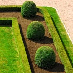 English Boxwood Shrub 11 English Boxwood Shrub -Fast Growing Trees Shop English Boxwood 7