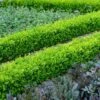 English Boxwood Shrub 12 English Boxwood Shrub -Fast Growing Trees Shop English Boxwood FGT 600x600 859093e7 609f 4eba 869a 4dcbfc608a37