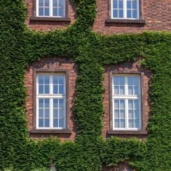 English Ivy Vine -Fast Growing Trees Shop English Ivy 2 FGT