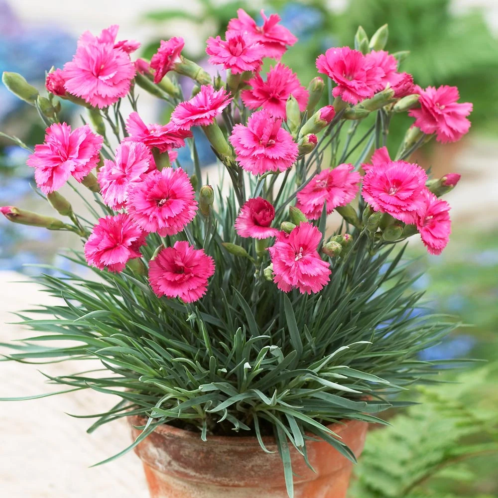 Scent First® Eternity Dianthus Plant 2 Scent First® Eternity Dianthus Plant - Image 2
