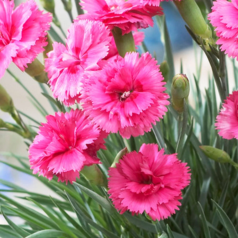 Scent First® Eternity Dianthus Plant 3 Scent First® Eternity Dianthus Plant - Image 3