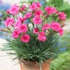 Scent First® Eternity Dianthus Plant 7 Scent First® Eternity Dianthus Plant -Fast Growing Trees Shop Eternity Dianthus 600x600 9a3a8ce8 7f38 480f 88b0 75bdfac7e163