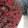 'Ever Red' Loropetalum -Fast Growing Trees Shop Ever Red Lorepetalum FGT 600x600 047d9fa6 0bc7 421f be3c da3170e44193