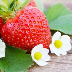 Everbearing Strawberry - USDA Organic -Fast Growing Trees Shop Everbearing Strawberry 3 FGT d3338e88 8339 4e56 9059 0189b64ead59