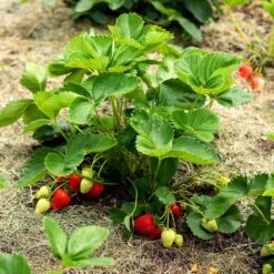 Everbearing Strawberry - USDA Organic -Fast Growing Trees Shop Everbearing Strawberry 5 FGT 833b267c 2a90 438e af54 2fa42d3231c7