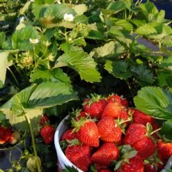 Everbearing Strawberry - USDA Organic -Fast Growing Trees Shop Everbearing Strawberry 6 BB e2cd8810 5468 47c9 8adf a7c6a52e097a
