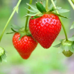 Everbearing Strawberry - USDA Organic -Fast Growing Trees Shop Everbearing Strawberry 7 FGT