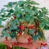 Everbearing Strawberry 9 Everbearing Strawberry -Fast Growing Trees Shop Everbearing Strawberry FGT 600x600 d3ea4566 ff7c 47fc bfc2 575f68c20c87
