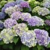 Everlasting® Amethyst Hydrangea Shrub -Fast Growing Trees Shop Everlasting Amethyst Hydrangea 3