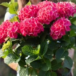 Everlasting® Crimson Ruby Hydrangea Shrub 7 Everlasting® Crimson Ruby Hydrangea Shrub -Fast Growing Trees Shop Everlasting Crimson Ruby 4