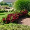 Everlasting® Crimson Ruby Hydrangea Shrub 9 Everlasting® Crimson Ruby Hydrangea Shrub -Fast Growing Trees Shop Everlasting Crimson Ruby FGT 600x600 c96daa38 25e0 4479 82e2 43e6cd49daaf