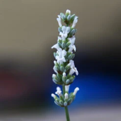 Lavender Exceptional™ -Fast Growing Trees Shop Exceptional Lavender 2