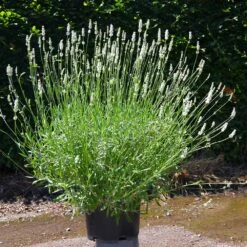 Lavender Exceptional™ -Fast Growing Trees Shop Exceptional Lavender 4