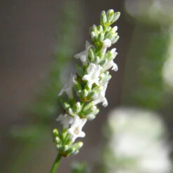 Lavender Exceptional™ -Fast Growing Trees Shop Exceptional Lavender 5