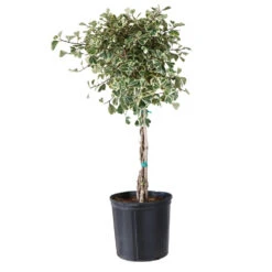Variegated Ficus Triangularis Tree -Fast Growing Trees Shop FIC TRT 34 3 BRD