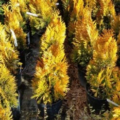 Forever Goldy™ Arborvitae Tree -Fast Growing Trees Shop FOrever GOldy 3