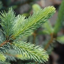 Fat Albert Colorado Blue Spruce -Fast Growing Trees Shop Fat albert Blue Spruce 2
