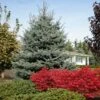 Fat Albert Colorado Blue Spruce -Fast Growing Trees Shop Fat albert Blue Spruce FGT 600x600 2967f4b7 777d 4dcb 9133 7fce04685aca