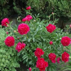 Felix Crousse Peony -Fast Growing Trees Shop Felix Crousse Peony 1
