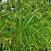 Fernleaf Bamboo -Fast Growing Trees Shop Fernleaf Multiplex Bamboo 600x600 20b7422e 0d87 4b90 9325 a6ddb642b9ac