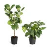 Monstera Deliciosa And Fiddle Leaf Fig Combo -Fast Growing Trees Shop Fiddle Swiss Combo 3GMon 3 4 Fig 600x600 1c3c9ad7 692d 418a b0f3 48f3822268e1