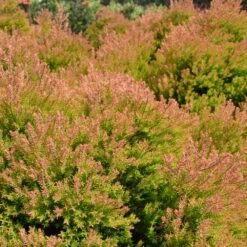 Fire Chief™ Thuja Shrub -Fast Growing Trees Shop Fire Chief Arborvitae 4