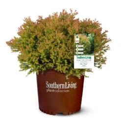 Fire Chief™ Thuja Shrub -Fast Growing Trees Shop Fire Chief Arborvitae 5