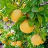 Flame Grapefruit Tree -Fast Growing Trees Shop Flame Grapefruit 600x600 3439c604 9d92 491c b107 cc763d52c75a