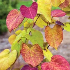Flame Thrower® Redbud Tree -Fast Growing Trees Shop Flame Thrower Redbud 3