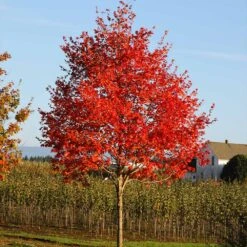 Flashfire® Maple Tree -Fast Growing Trees Shop Flashfire Maple 2