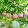 Flavor King® Pluot Tree -Fast Growing Trees Shop Flavor King Pluot 600x600 c06c75de fe35 40f1 944d dd989b8bb2ba