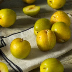 Flavor Queen Pluot® -Fast Growing Trees Shop Flavor Queen Pluot 1