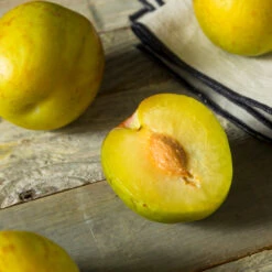 Flavor Queen Pluot® -Fast Growing Trees Shop Flavor Queen Pluot 2
