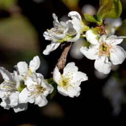 Flavor Queen Pluot® -Fast Growing Trees Shop Flavor Queen Pluot 3