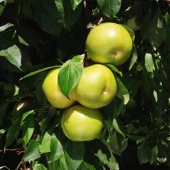 Flavor Queen Pluot® -Fast Growing Trees Shop Flavor Queen Pluot 4