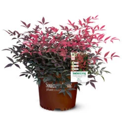 Flirt™ Nandina Shrub -Fast Growing Trees Shop Flirt Nandina 5