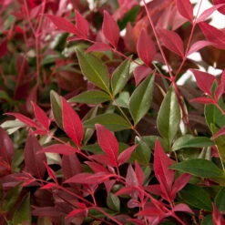 Flirt™ Nandina Shrub -Fast Growing Trees Shop Flirt Nandina FGT 6