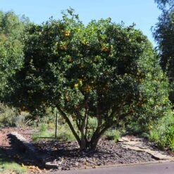 Hardy Orange Tree 'Flying Dragon' 12 Hardy Orange Tree 'Flying Dragon' -Fast Growing Trees Shop Flying Dragon Trifoliate orange 11 FGT
