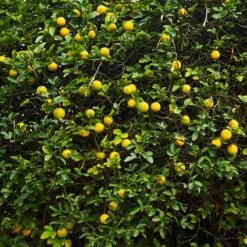 Hardy Orange Tree 'Flying Dragon' 15 Hardy Orange Tree 'Flying Dragon' -Fast Growing Trees Shop Flying Dragon Trifoliate orange 2