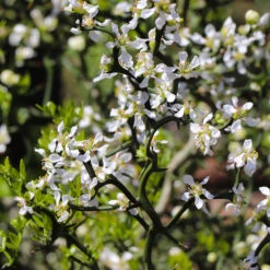 Hardy Orange Tree 'Flying Dragon' 16 Hardy Orange Tree 'Flying Dragon' -Fast Growing Trees Shop Flying Dragon Trifoliate orange 3 FGT