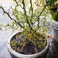 Hardy Orange Tree 'Flying Dragon' 13 Hardy Orange Tree 'Flying Dragon' -Fast Growing Trees Shop Flying Dragon Trifoliate orange 7