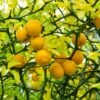 Hardy Orange Tree 'Flying Dragon' -Fast Growing Trees Shop Flying Dragon Trifoliate orange FGT 600x600 01172a27 1707 4e05 99b7 c2188e0645c2
