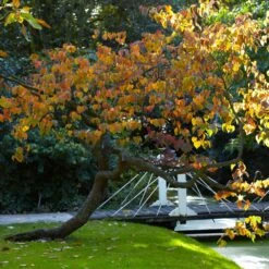 Forest Pansy Redbud 9 Forest Pansy Redbud -Fast Growing Trees Shop Forest Pansy Redbud 2