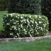 Four Seasons Gardenia Shrub -Fast Growing Trees Shop FourSeasons Gardenia 1