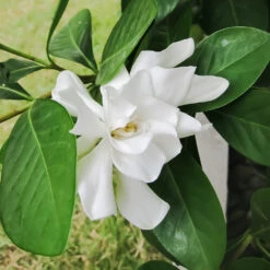Four Seasons Gardenia Shrub -Fast Growing Trees Shop FourSeasons Gardenia 2