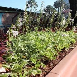 Francee Hosta Plant -Fast Growing Trees Shop Francee Hosta 3