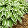 Francee Hosta Plant -Fast Growing Trees Shop Francee Hosta FGT 600x600 526358f6 69c0 4ed3 a166 d8b0de775fe0