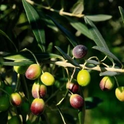 Frantoio Olive Tree 7 Frantoio Olive Tree -Fast Growing Trees Shop Frantoio Olive 2 BB